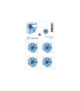 Cornflower (Centaurea cyanus)