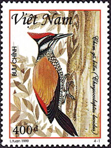 Greater Flameback (Chrysocolaptes lucidus)