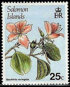 Bauhinia variegata