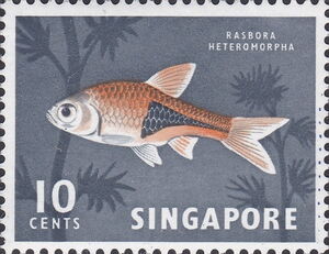 Harlequin Rasbora (Rasbora heteromorpha)