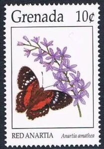 Scarlet Peacock (Anartia amathea)