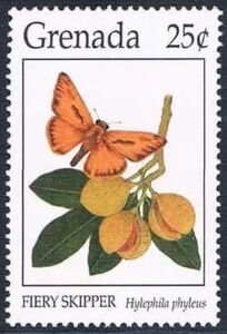 Fiery Skipper (Hylephila phyleus)