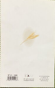 Invitation to First Holy Communion