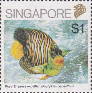 Royal Empress Angelfish