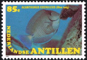 Blue Tang (Acanthurus coeruleus)