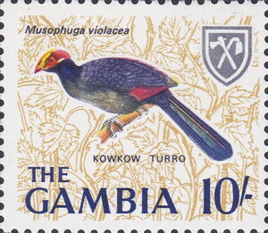 Violet Turaco (Musophaga violacea)