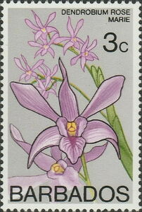 Dendrobium Rose Marie