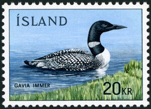 Common Loon (Gavia immer)