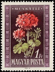 Geraniums (Pelargonium odoratissimum)