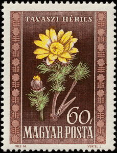 Pheasant's Eye (Adonis vernalis)