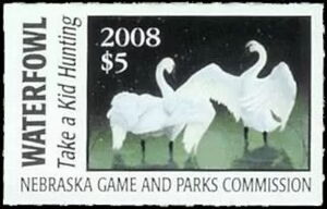 Trumpeter swan (Cygnus buccinator)