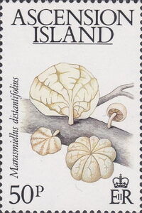 Marasmiellus Distantifolius