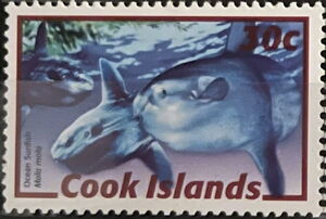 Ocean Sunfish (Mola mola)