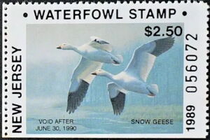 Snow goose (Anser caerulescens)