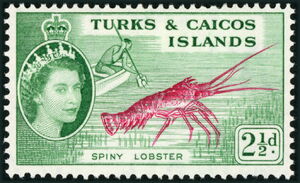 Carribean Spiny Lobster (Panulirus argus)