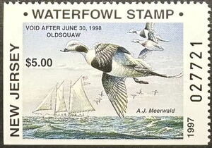 Oldsquaw (Clangula hyemalis)