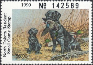 Labrador Retriever (Canis lupus familiaris), Mallard