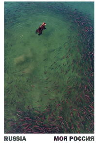 Bear and Salmons. Kurilskoe Lake, Kamchatka