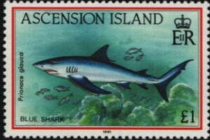 Blue Shark (Prionace glauca)