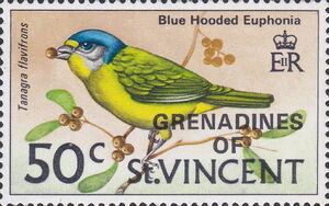 Blue-hooded Euphonia (Tangara flavifrons)