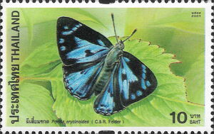 Blue Gem (Poritia erycinoides)