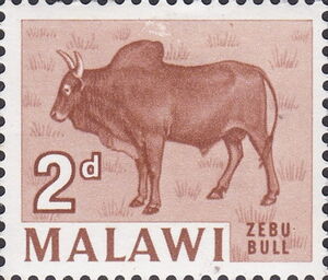 Zebu bull (Bos primigenius indicus)