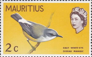 Mauritius Grey White-eye (Zosterops mauritianus)