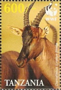 Serengeti Topi (Damaliscus lunatus jimela)