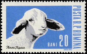Domestic Sheep (Ovis ammon aries)