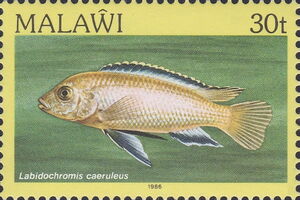 Blue Streak Hap (Labidochromis caeruleus)