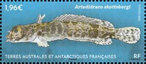 Artedidraco skottsbergii