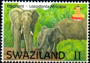 Elephant (Loxodonta africana)