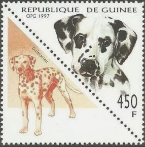 Dalmatian (Canis lupus familiaris)