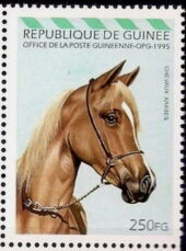 Light Brown Arabian Horse (Equus ferus caballus)