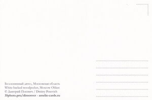 White-backed Woodpecker, Moscow Oblast