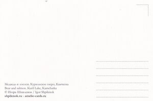 Bear and Salmons. Kurilskoe Lake, Kamchatka