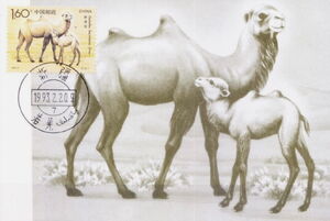 Camelus bactrianus ferus