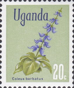 Indian Coleus (Coleus barbatus)