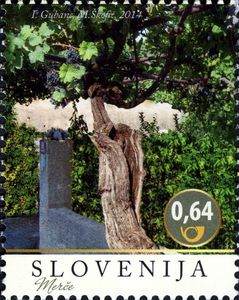 The Refosco vine in Merce