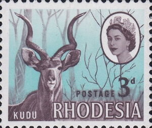 Greater Kudu (Tragelaphus strepsiceros)