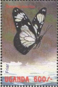 Friar (Amauris niavius)