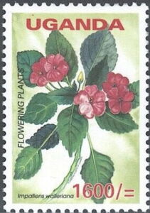 Impatiens walleriana