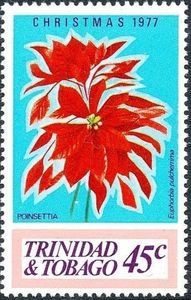 Red Poinsettia (Euphorbia pulcherrima)