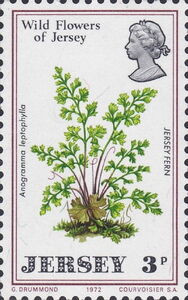 Jersey Fern (Anogramma leptophylla)