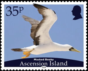 Masked Booby (Sula dactylatra)