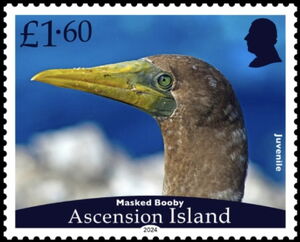 Masked Booby (Sula dactylatra)