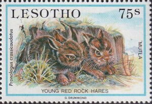 Natal Red Rock Hare (Pronolagus crassicaudatus)