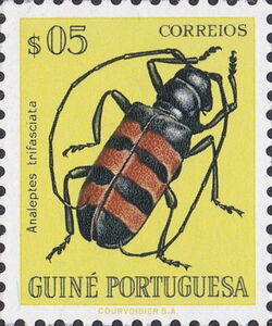 Long-horned Borer Beetle (Analeptes trifasciata)