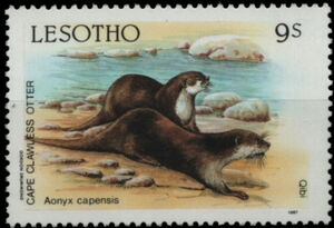 Cape Clawless Otter (Aonyx capensis)