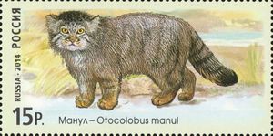 Pallas's Cat (Otocolobus manul)